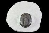 Scabriscutellum Trilobite - Ofaten, Morocco #82969-2
